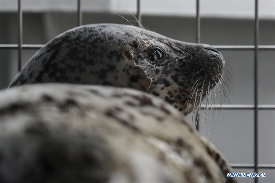 CHINA-DALIAN-SEAL-RELEASE (CN)