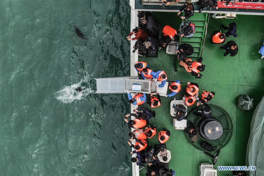 CHINA-DALIAN-SEAL-RELEASE (CN)