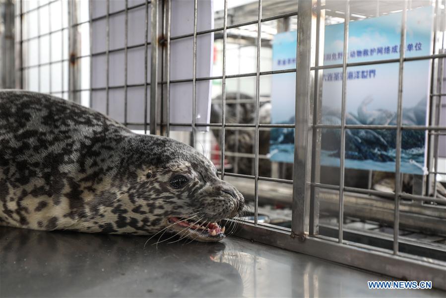 CHINA-DALIAN-SEAL-RELEASE (CN)