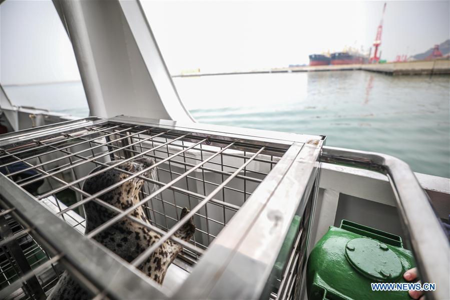 CHINA-DALIAN-SEAL-RELEASE (CN)