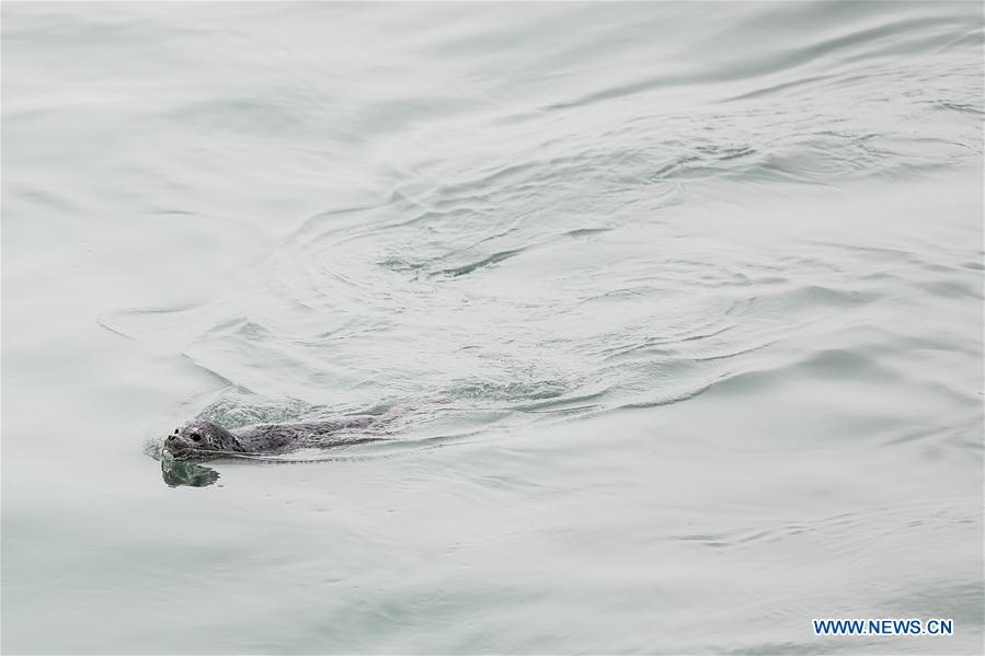 CHINA-DALIAN-SEAL-RELEASE (CN)