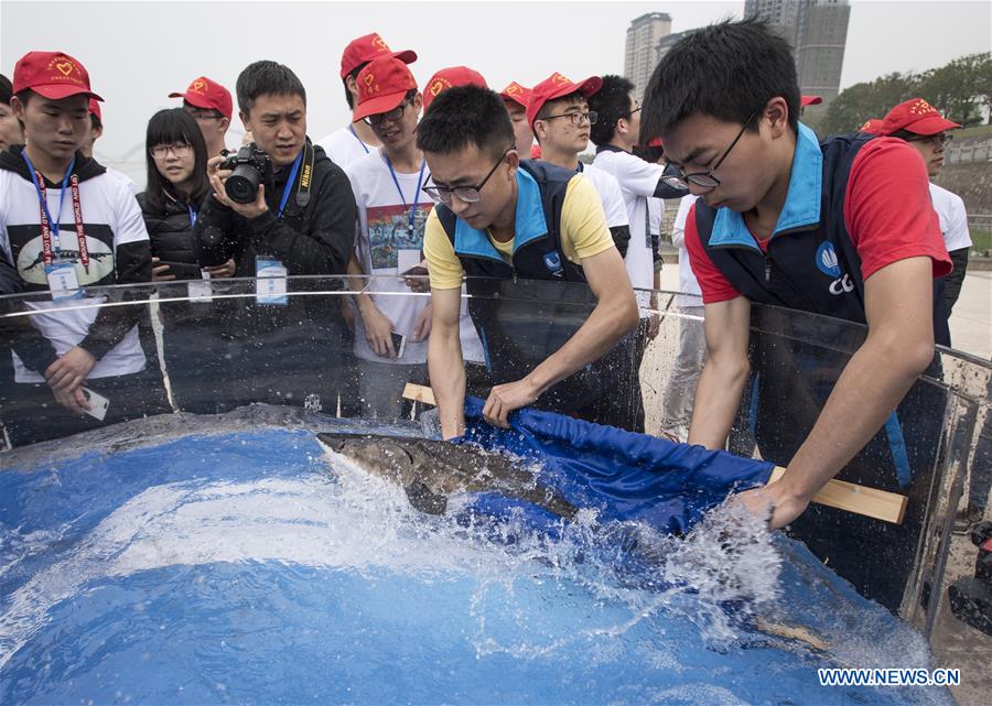 CHINA-HUBEI-YICHANG-YANGTZE RIVER-STURGEON-RELEASE (CN)