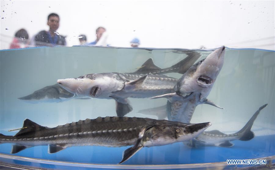 CHINA-HUBEI-YICHANG-YANGTZE RIVER-STURGEON-RELEASE (CN)