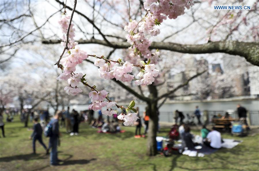 Roosevelt Island Cherry Blossom Festival attracts crowds of visitors in New York Xinhua