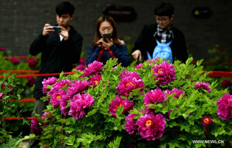 #CHINA-HEBEI-ZHENGDING-PEONY-FLOWERS (CN)