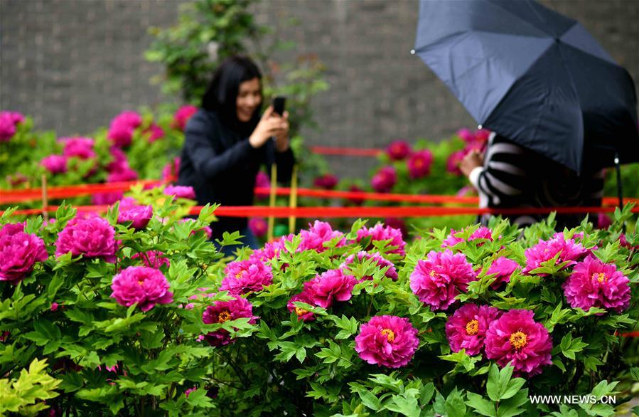 #CHINA-HEBEI-ZHENGDING-PEONY-FLOWERS (CN)