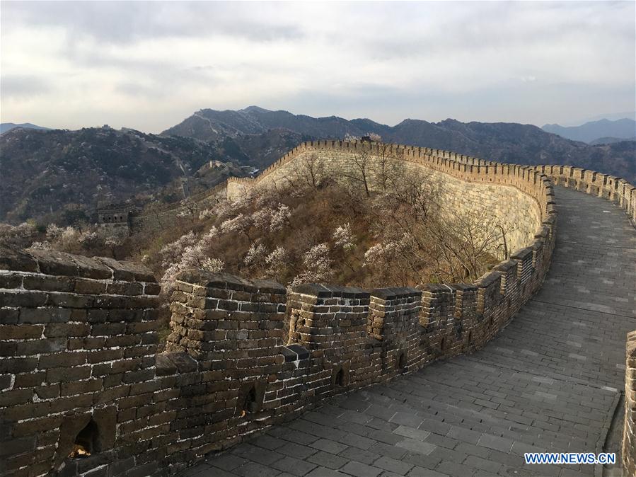 (Beijingcandid)CHINA-BEIJING-GREAT WALL-SPRING SCENERY (CN)