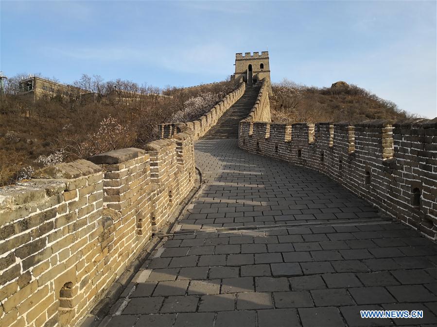 (Beijingcandid)CHINA-BEIJING-GREAT WALL-SPRING SCENERY (CN)