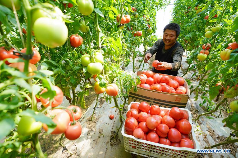 CHINA-HEBEI-AGRICULTURE-DEVELOPMENT (CN)