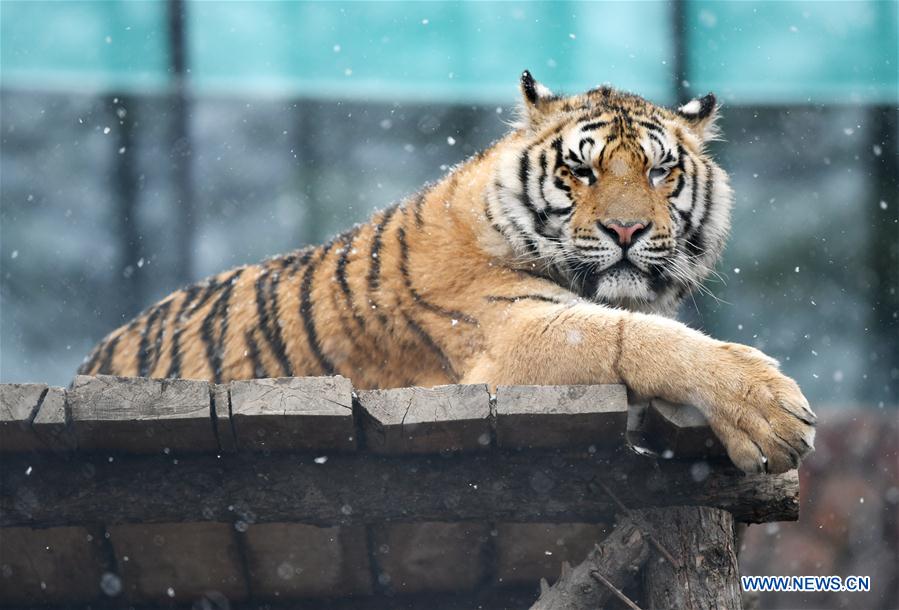 CHINA-HEILONGJIANG-SNOW-SIBERIAN TIGERS (CN)