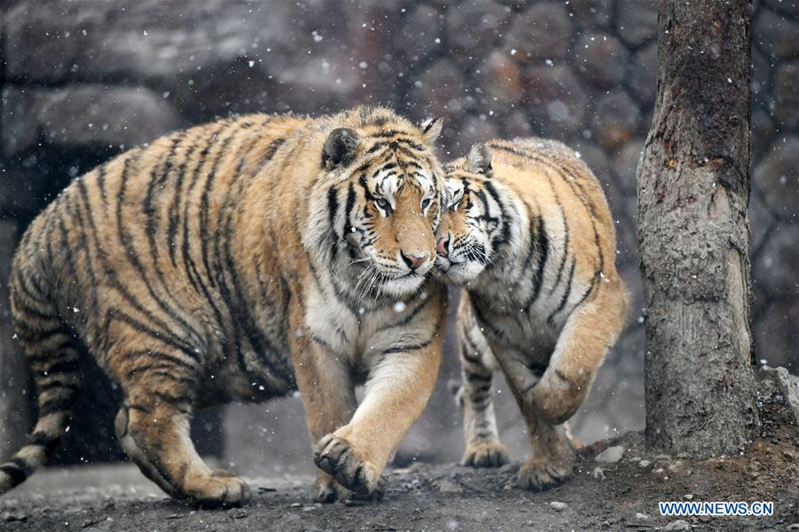CHINA-HEILONGJIANG-SNOW-SIBERIAN TIGERS (CN)