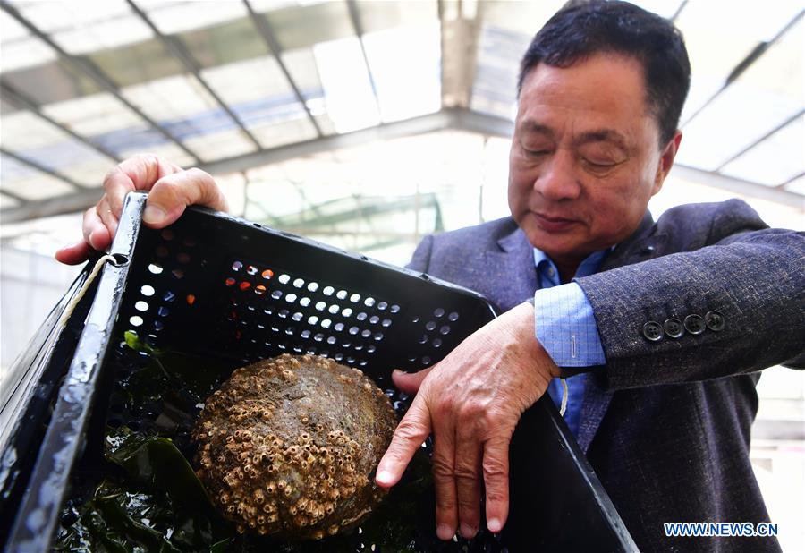 CHINA-FUJIAN-LIANJIANG-ABALONE BREEDING (CN)