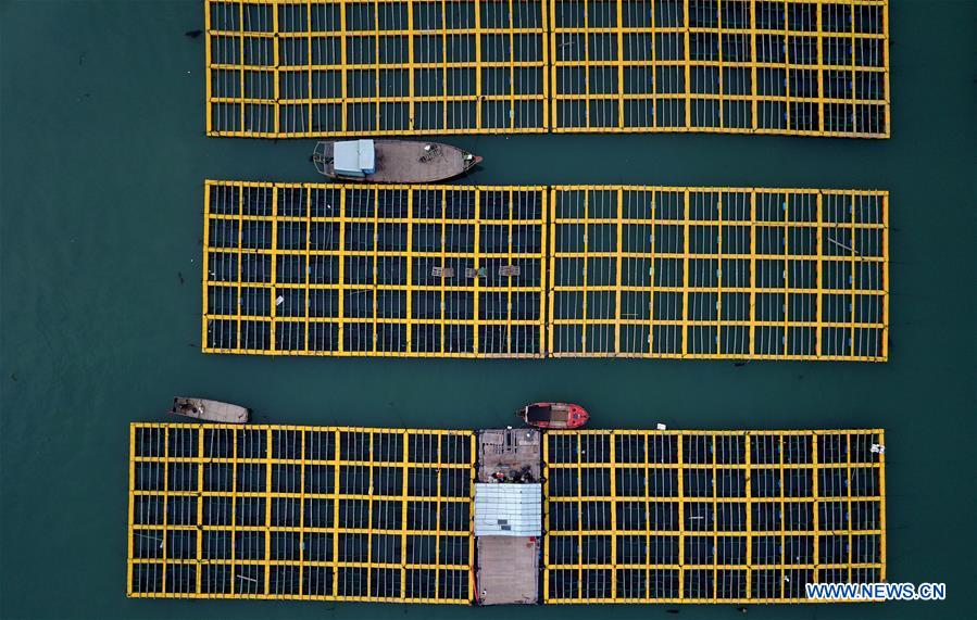 CHINA-FUJIAN-LIANJIANG-ABALONE BREEDING (CN)