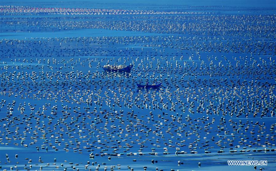 CHINA-FUJIAN-LIANJIANG-ABALONE BREEDING (CN)