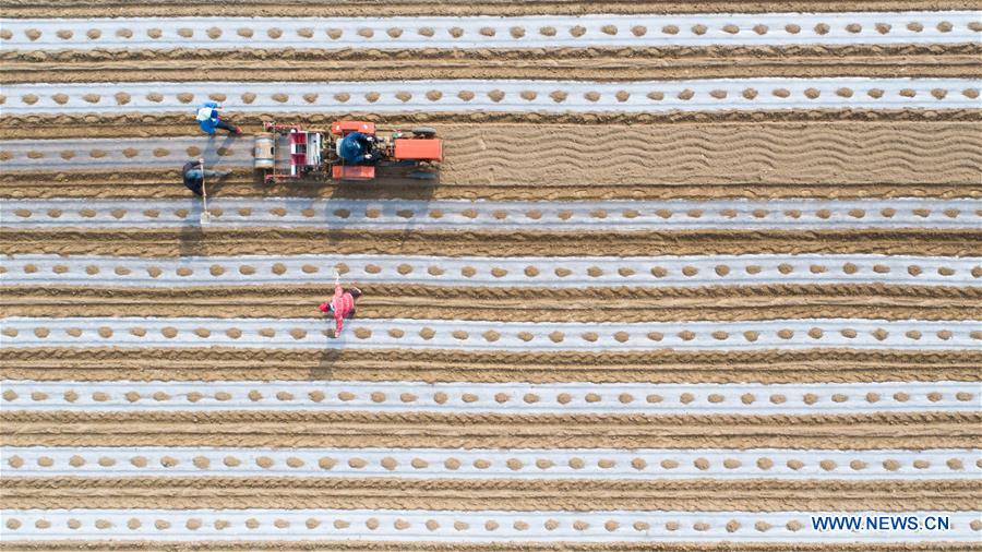 #CHINA-AGRICULTURE-FARM WORK (CN)