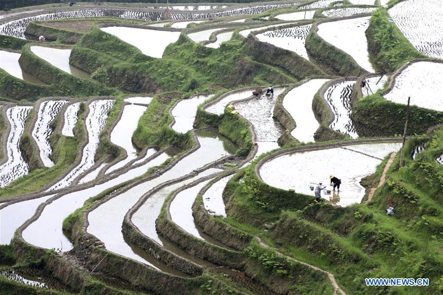 #CHINA-GUYU-AGRICULTURE-FARM WORK (CN)