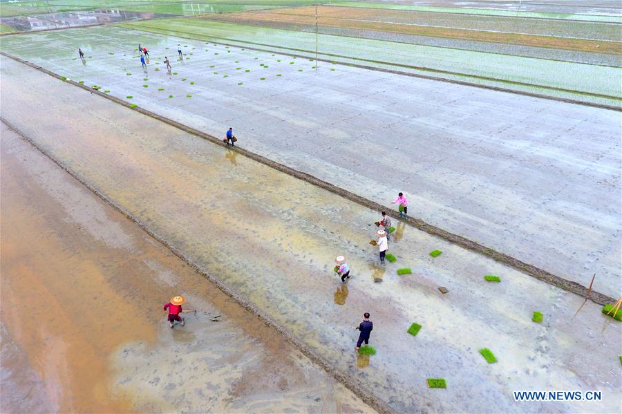 #CHINA-GUYU-AGRICULTURE-FARM WORK (CN)
