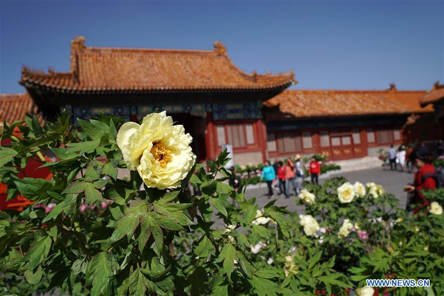CHINA-BEIJING-PEONY FLOWER (CN)
