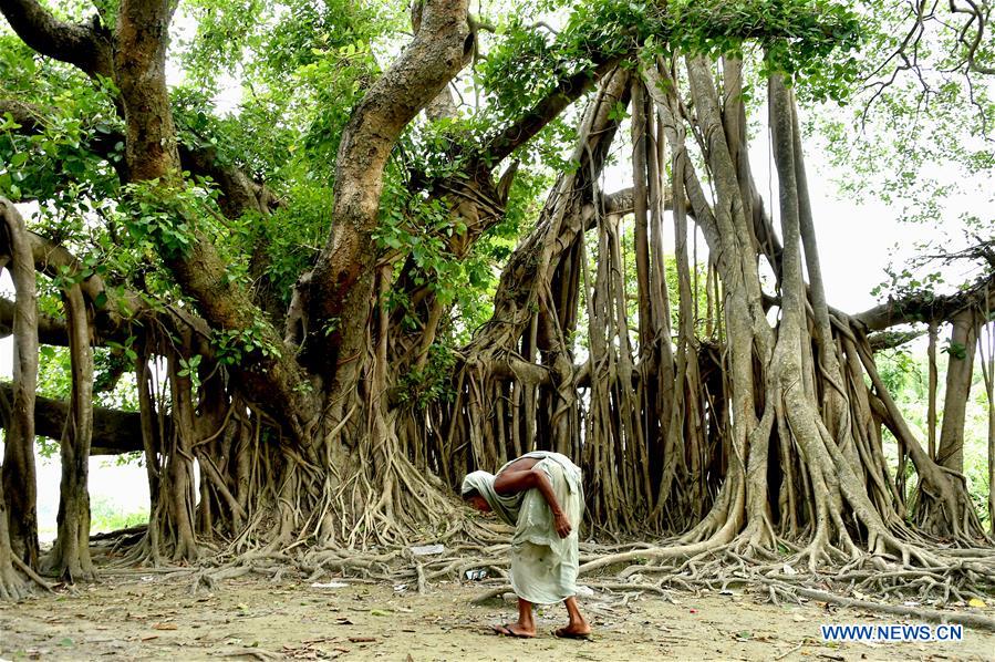 Centuriesold Banyan trees seen in Dhaka, Bangladesh Xinhua English