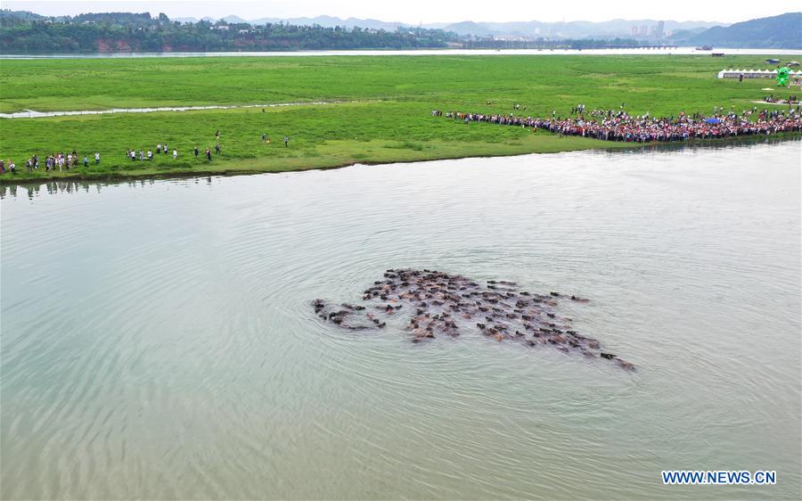 #CHINA-SICHUAN-CATTLE-CROSSING RIVER (CN)