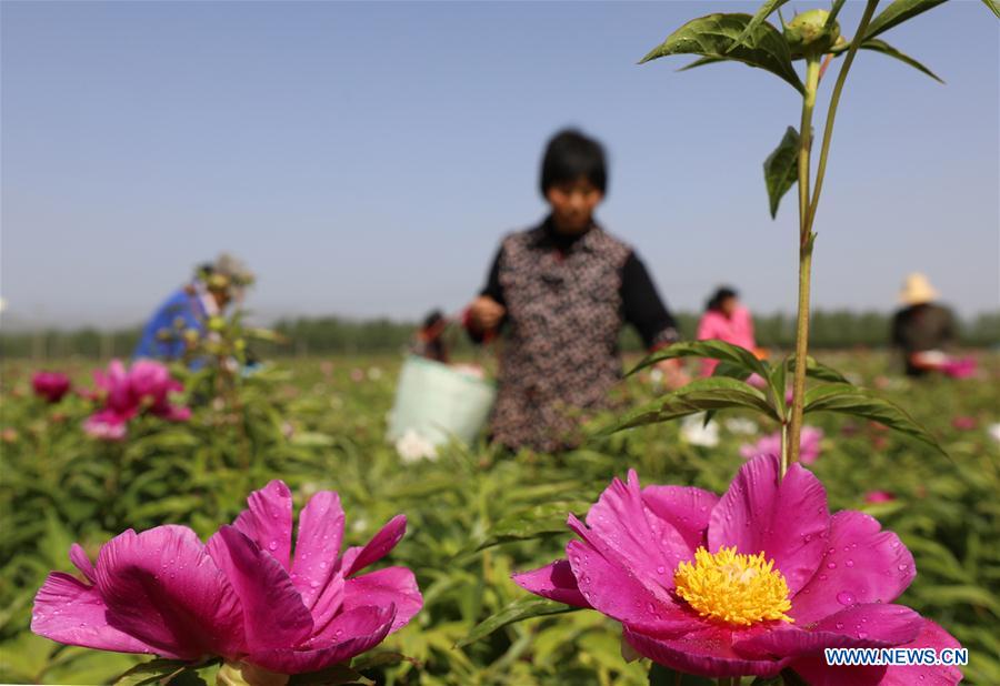 CHINA-FENGXIANG-PEONY-POVERTY ALLEVIATION (CN)