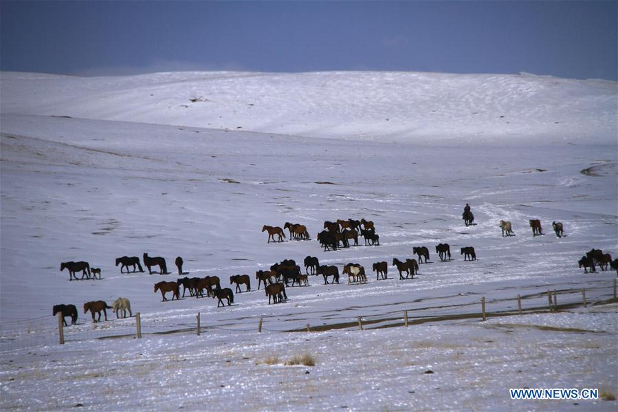 #CHINA-GANSU-HORSE RANCH (CN)