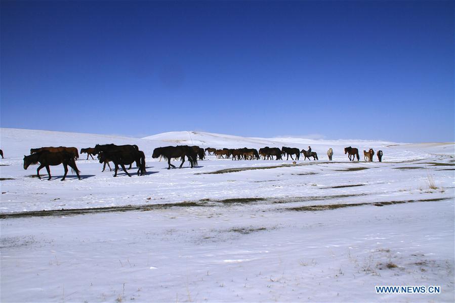 #CHINA-GANSU-HORSE RANCH (CN)