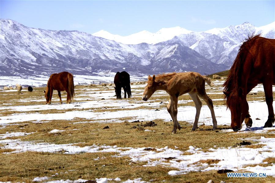 #CHINA-GANSU-HORSE RANCH (CN)