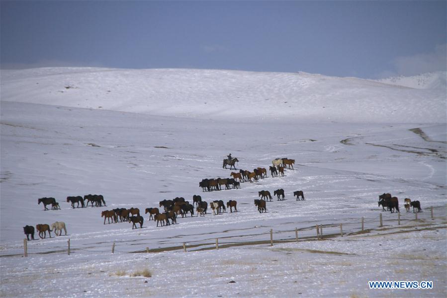 #CHINA-GANSU-HORSE RANCH (CN)