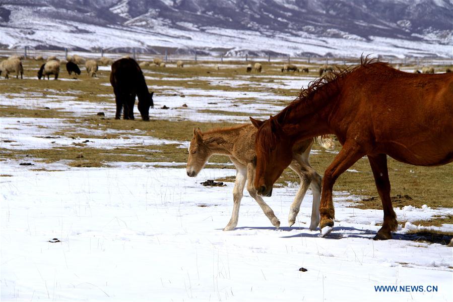 #CHINA-GANSU-HORSE RANCH (CN)