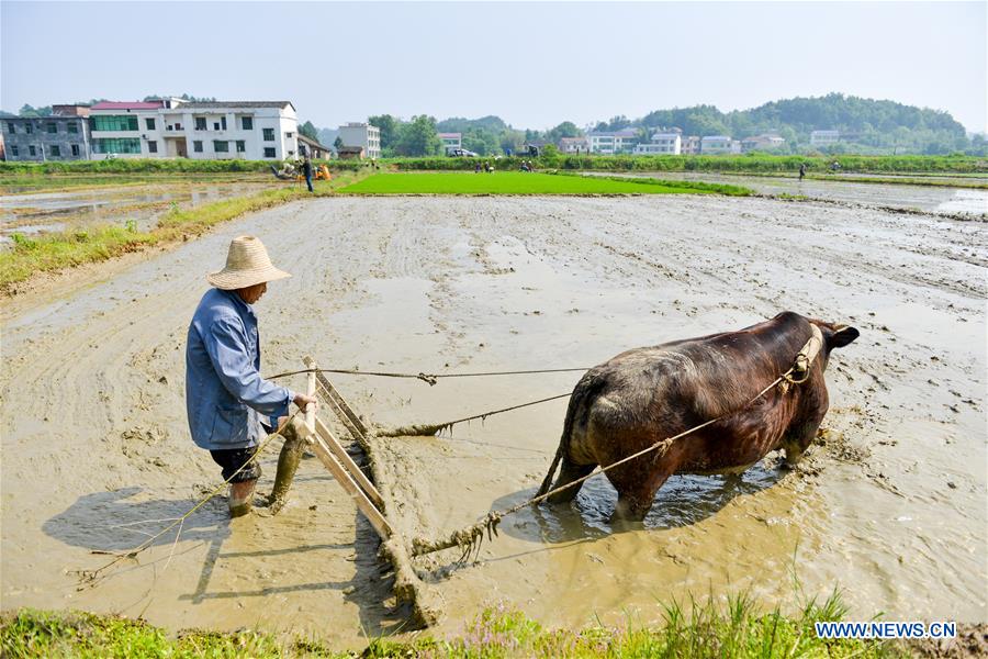 #CHINA-LABOR DAY HOLIDAY-FARMING (CN)