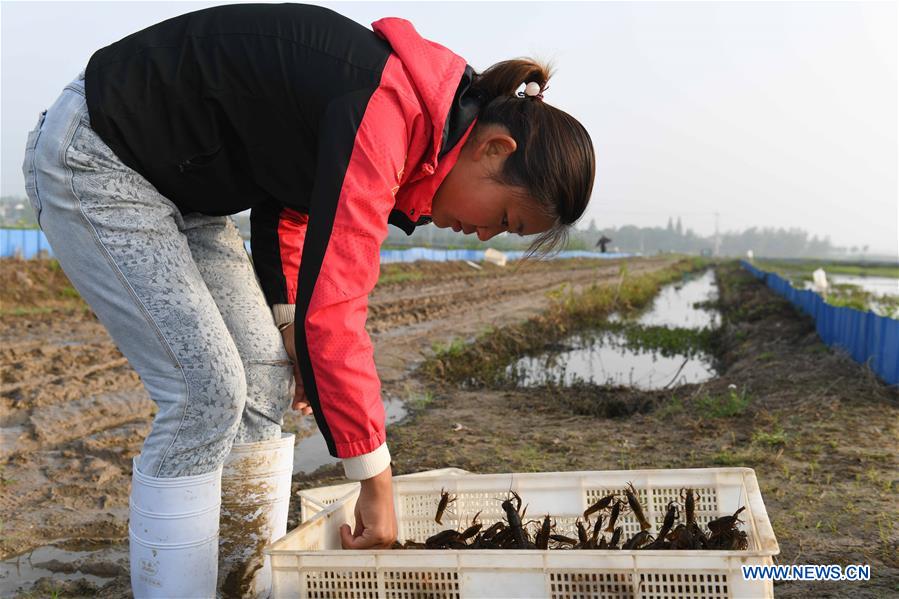 CHINA-ANHUI-CHAOHU-AGRICULTURE-MANAGER