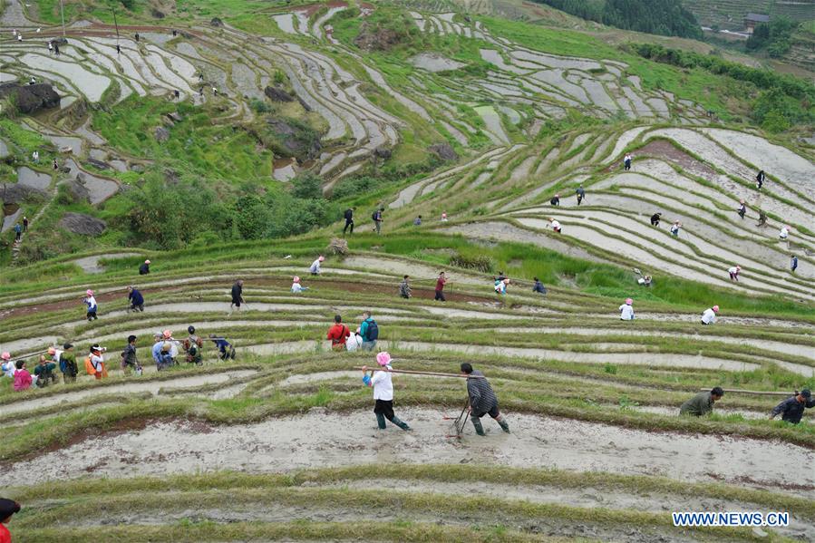 #CHINA-GUANGXI-TERRACED FIELD-FARMING (CN)