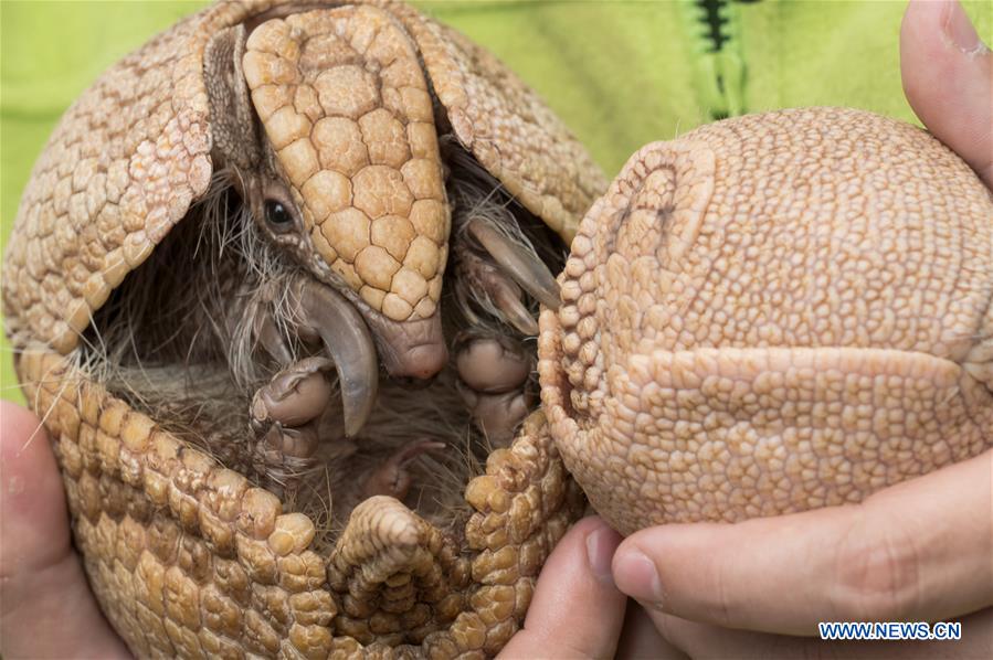 HUNGARY-BUDAPEST-ZOO-BABY ARMADILLO
