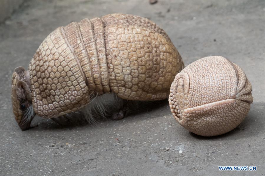 HUNGARY-BUDAPEST-ZOO-BABY ARMADILLO