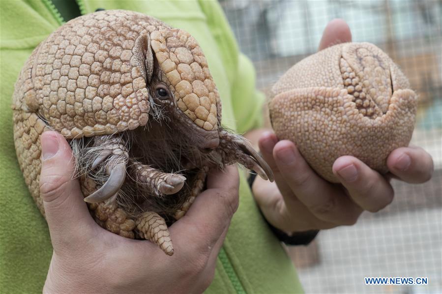 HUNGARY-BUDAPEST-ZOO-BABY ARMADILLO