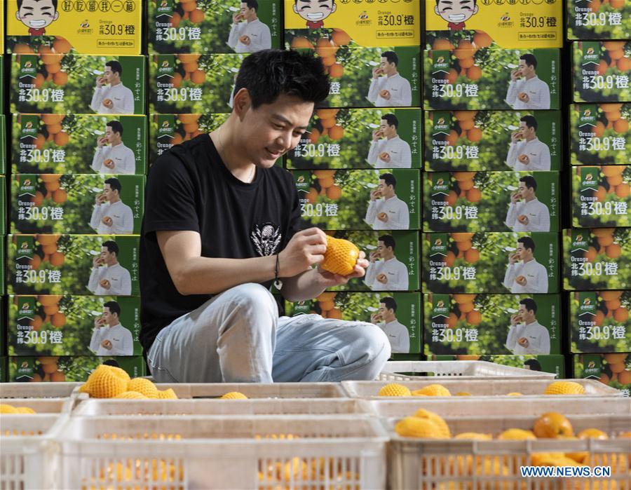 #CHINA-HUBEI-YICHANG-FRUIT-PLANTING (CN)