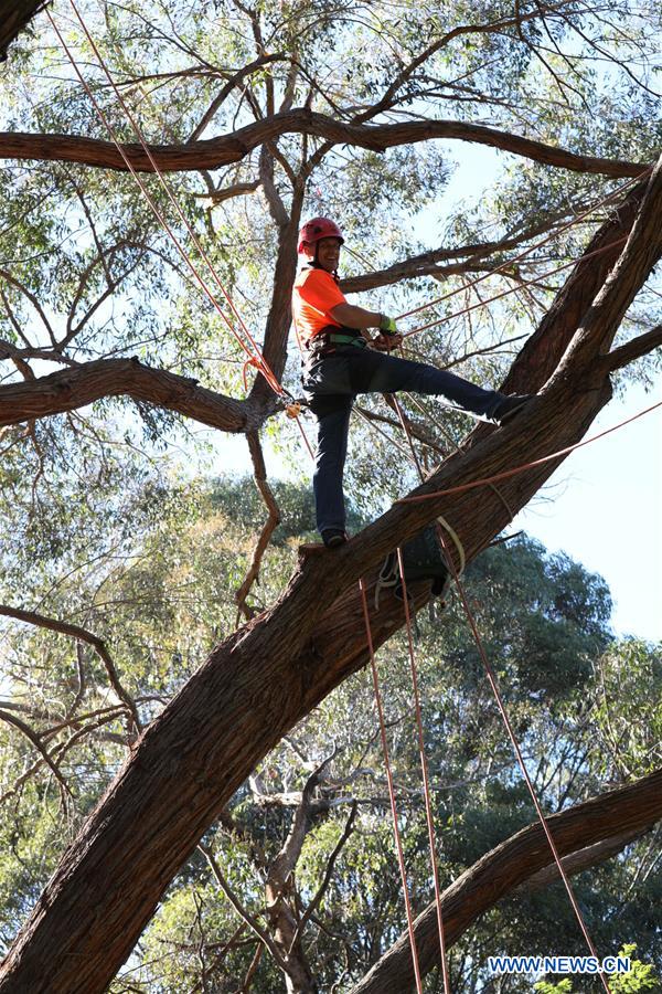 AUSTRALIA-CANBERRA-LEISURE-TREE CLIMBING