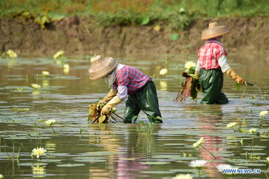 #CHINA-AGRICULTURE-SUMMER-FARM WORK (CN)