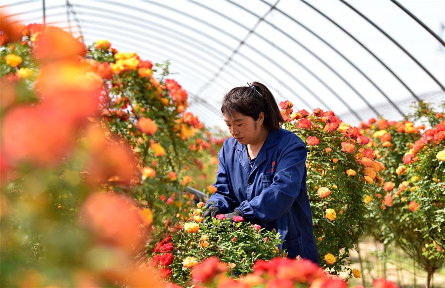 CHINA-HEBEI-DINGZHOU-FLOWER ECONOMY (CN)