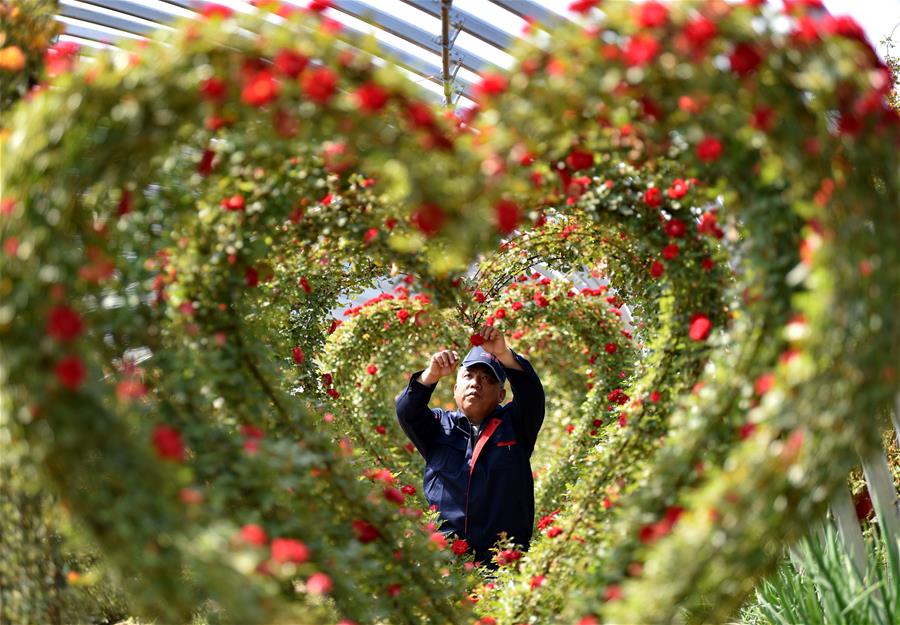 CHINA-HEBEI-DINGZHOU-FLOWER ECONOMY (CN)