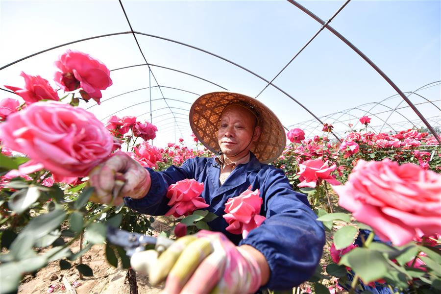 CHINA-HEBEI-DINGZHOU-FLOWER ECONOMY (CN)