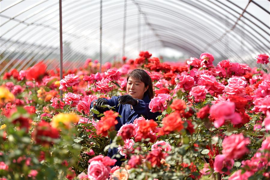 CHINA-HEBEI-DINGZHOU-FLOWER ECONOMY (CN)