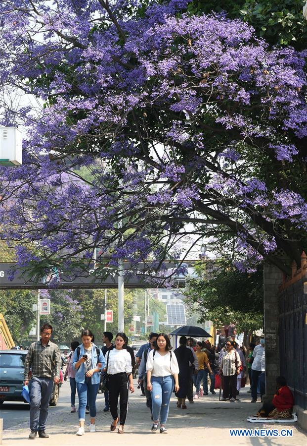 NEPAL-KATHMANDU-JACARANDA-BLOSSOMS