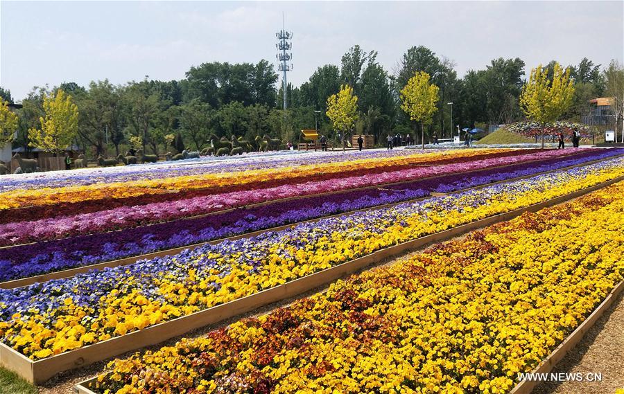 (BeijingCandid)CHINA-BEIJING-HORTICULTURAL EXPO-FLOWERS (CN)