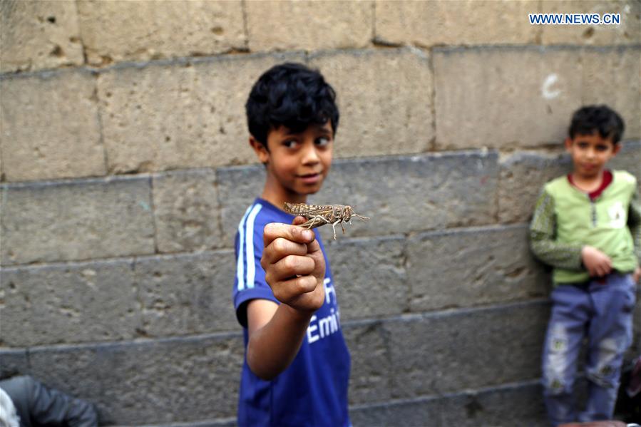 YEMEN-SANAA-LOCUSTS-THREAT