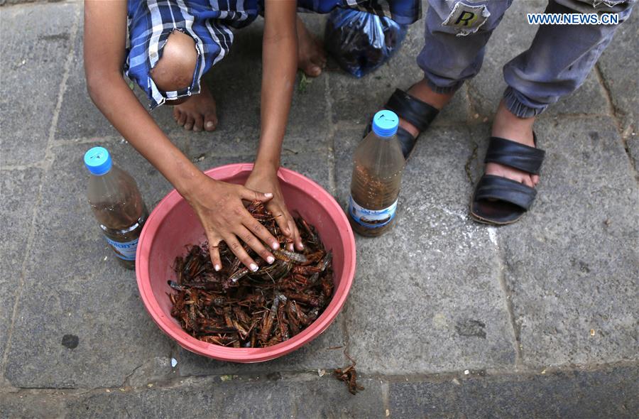 YEMEN-SANAA-LOCUSTS-THREAT