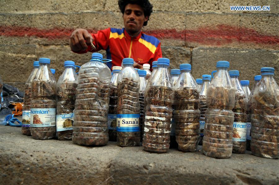 YEMEN-SANAA-LOCUSTS-THREAT