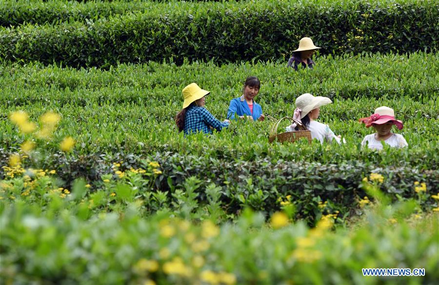 CHINA-GANSU-TEA GARDEN-FARM WORK (CN)