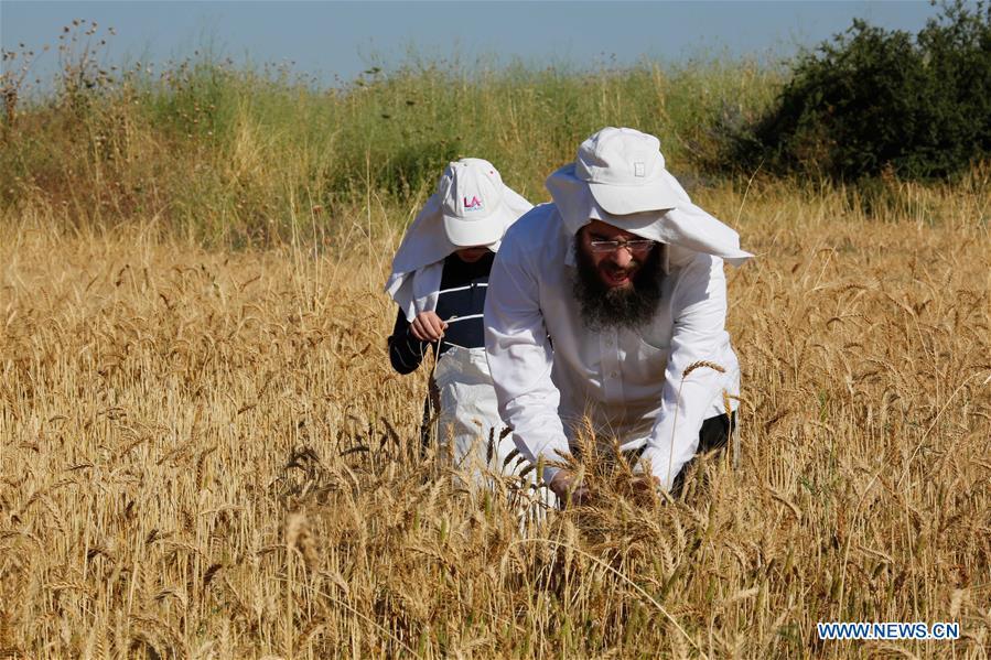 MIDEAST-SHA'ALVIM-ORTHODOX JEWS-WHEAT HARVEST